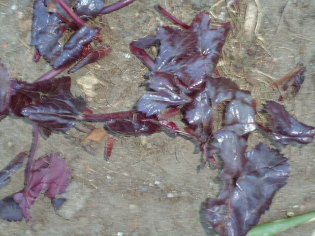 Ligularia Britt Crawford