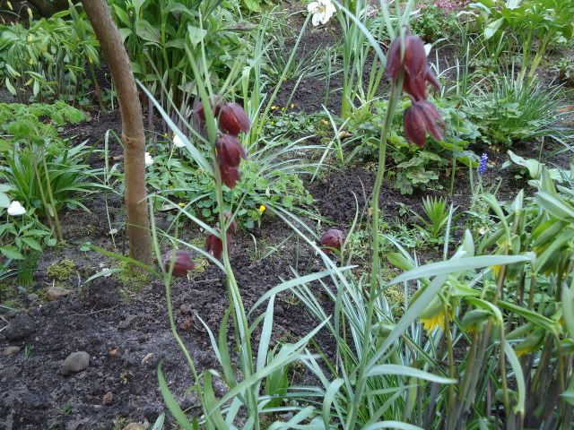 Fritilllaria ruthenica