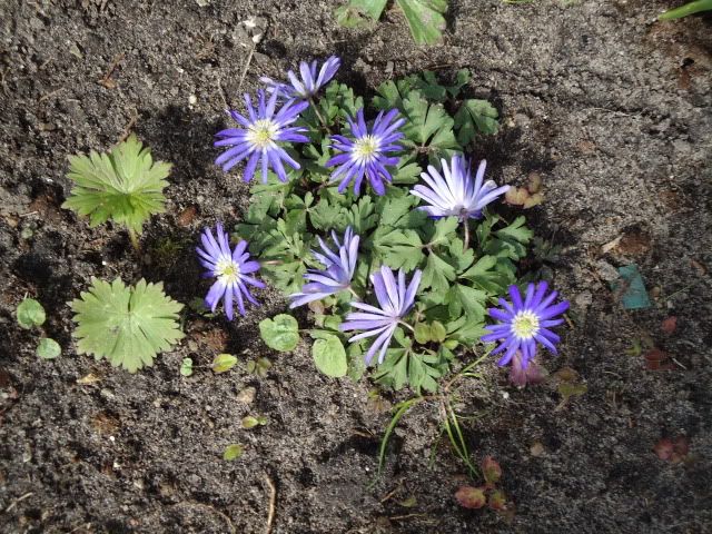 Anemone blanda