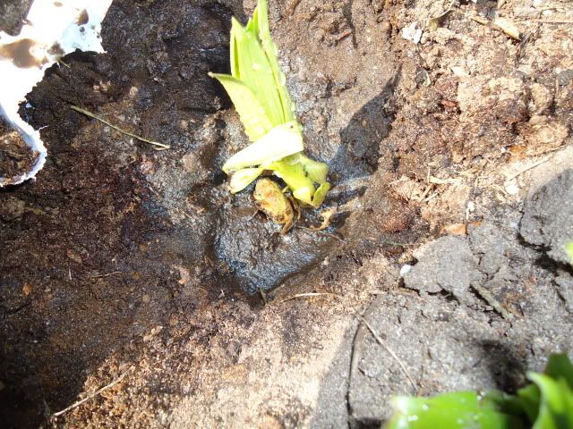 Lily with broken stem