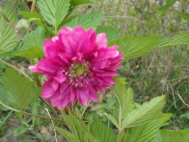 Rubus spectabilis Olympic double