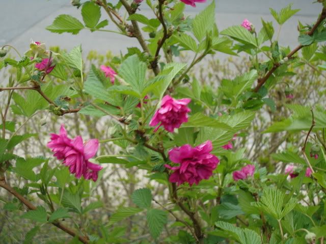 Rubus Olympic Double
