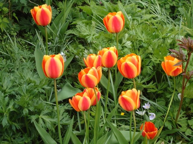 Tulip Apeldoorn Elite