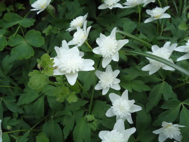 Anemone nemorosa Vestal