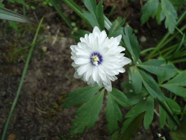 Anemone nemorosa Blue Eyes