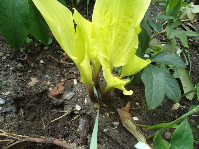 Hosta Paradise Island