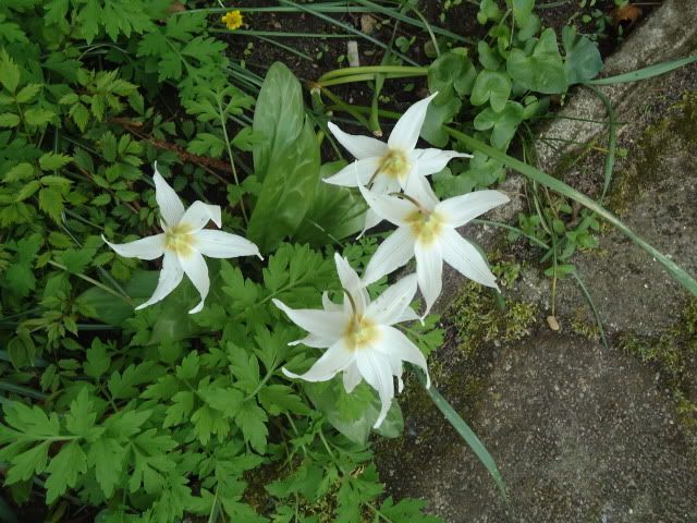 Erythronium Snow Goose