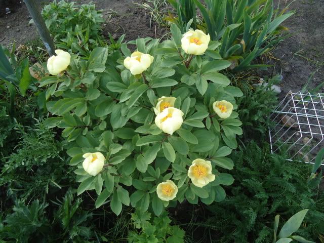 Paeonia mlokosevitchii