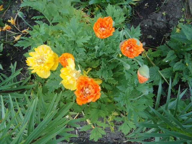 Meconopsis cambirica