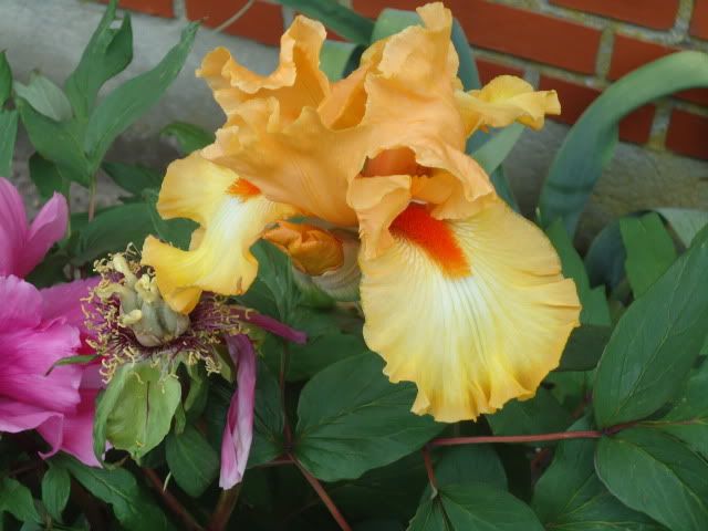 Iris Olympic Challenge