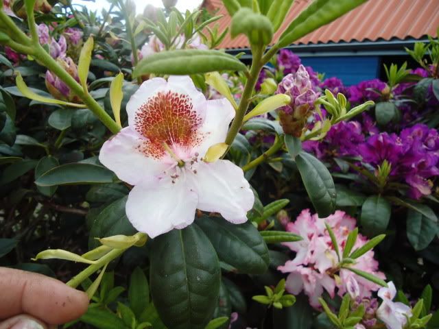 Rhododendron Miss Lowinsky