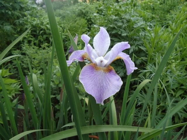 Iris Illini Dame