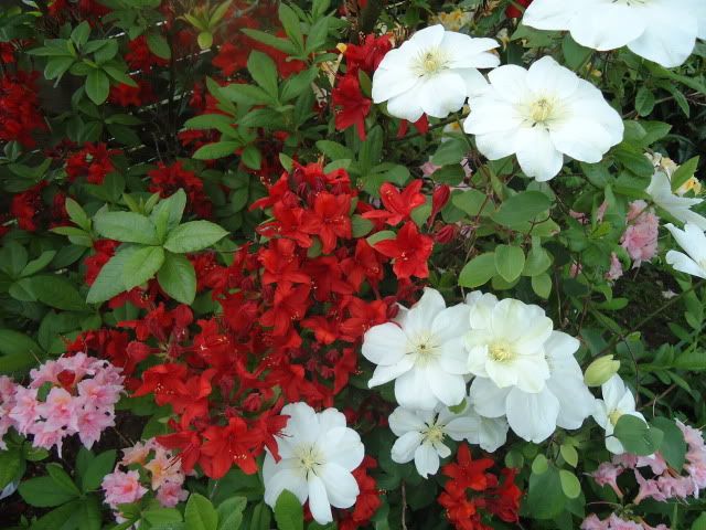 Azaleas and Clematis