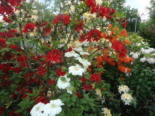 Clematis Guernsey Cream