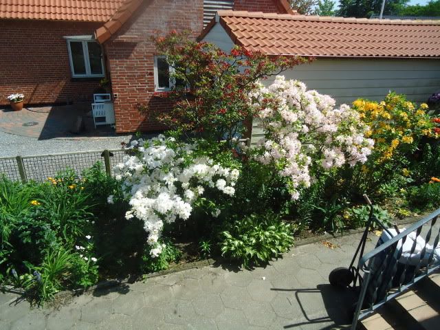 From my kitchen window