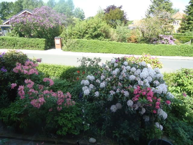 From my kitchen window