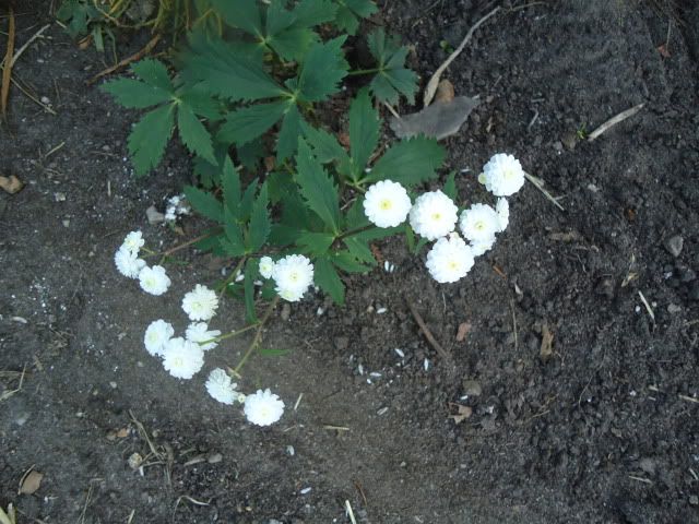 Ranunculus aconitifolius Flore Pleno