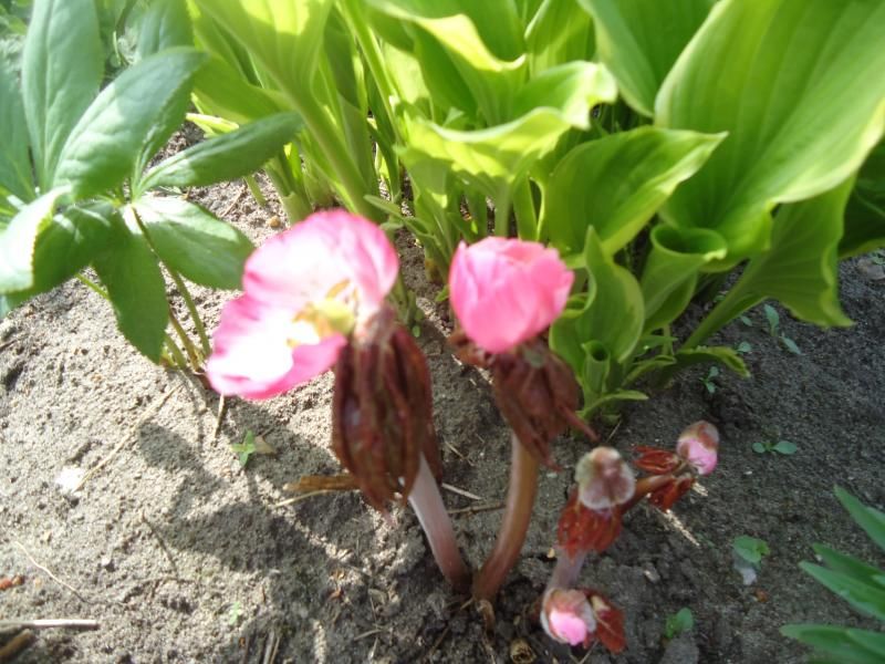 Podophyllum peltatum photo DSC05294.jpg