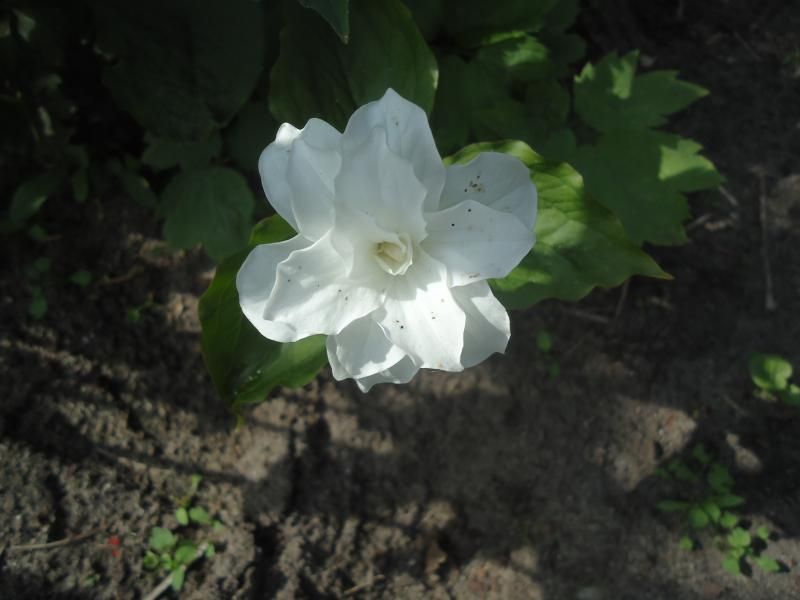 Trillium photo DSC05296.jpg