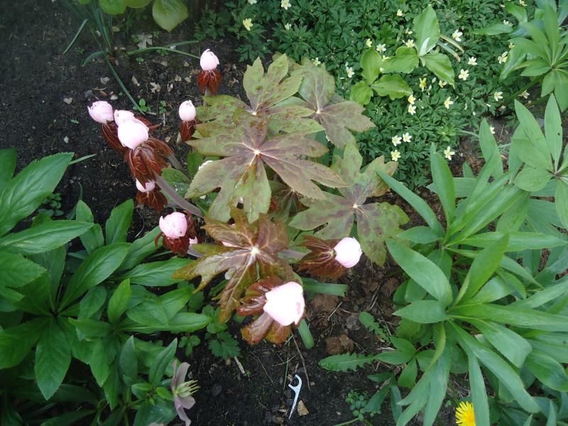 Podophyllum peltatum photo DSC05299.jpg