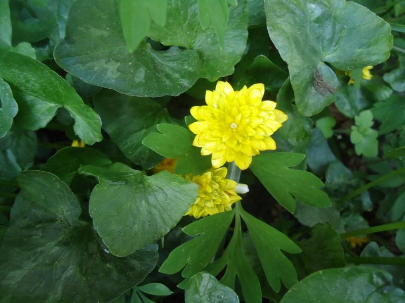 Ranunculus ficaria photo DSC05305.jpg