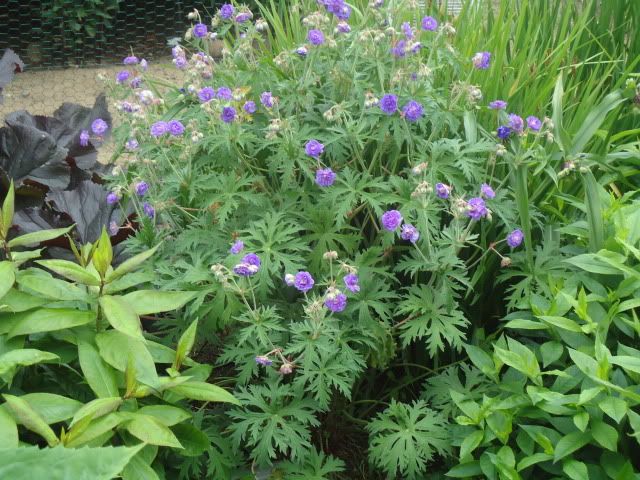 Geranium pratense Violaceum Plenum