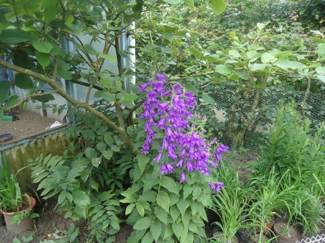 Campanula latifolia
