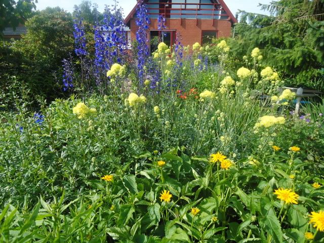 Thalictrum flavum glaucum