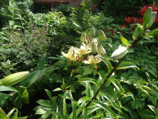 Lilium Martagon