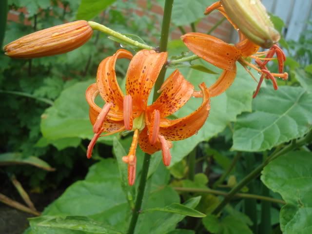 Lilium martagon hybrid