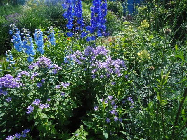 Campanula lactiflora