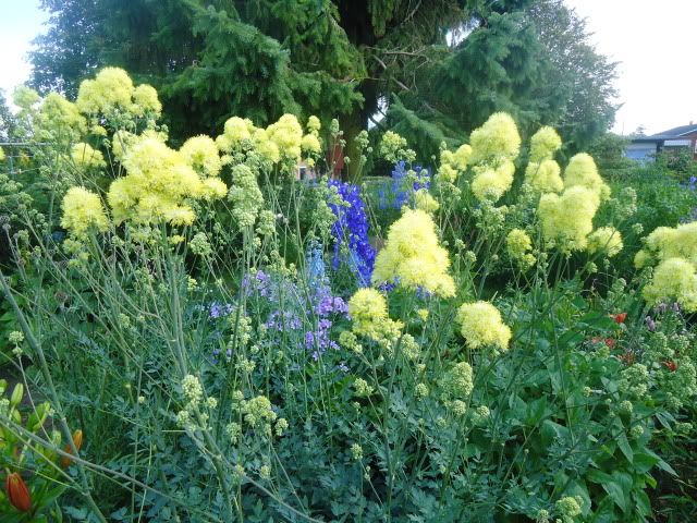 Thalictrum flavum glaucum