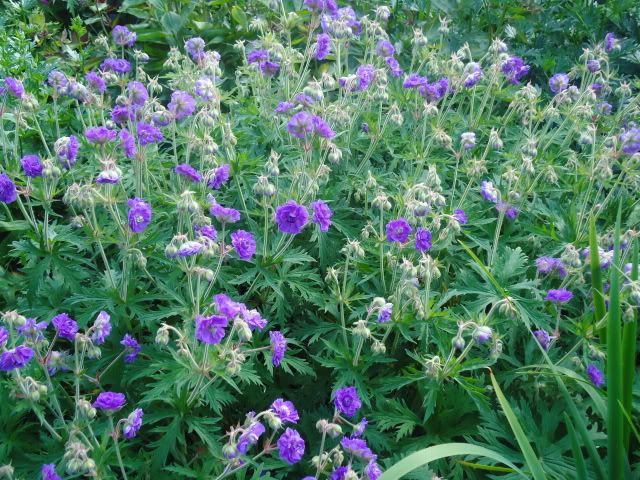 Geranium pratense Violaceum plenum