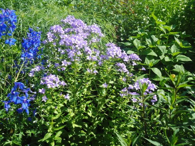 Campanula lactiflora Superba