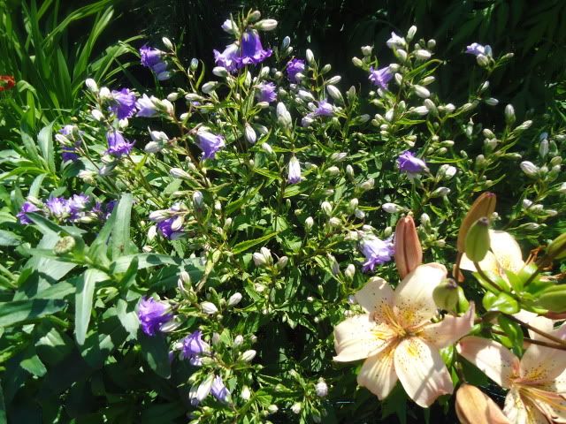 Campanula trachelium Bernice