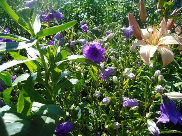 Campanula trachelium Bernice