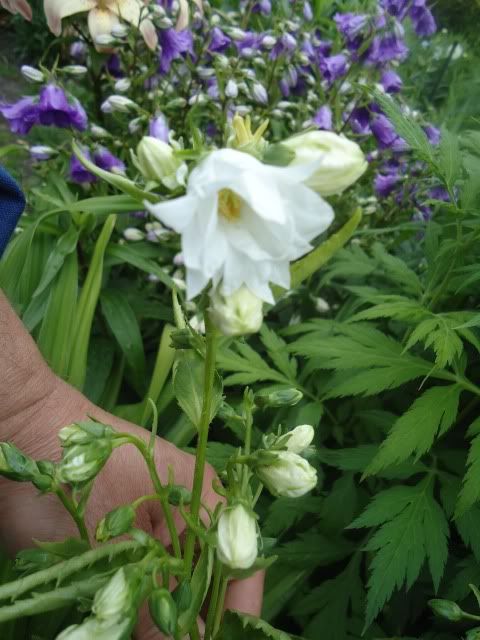 Campanula trachelium seedling