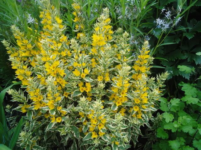 Lysimachia alexander