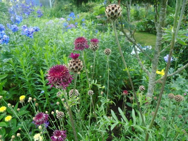 Centaurea atropurpurea