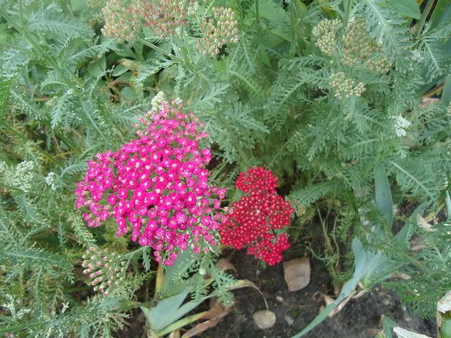Achillea