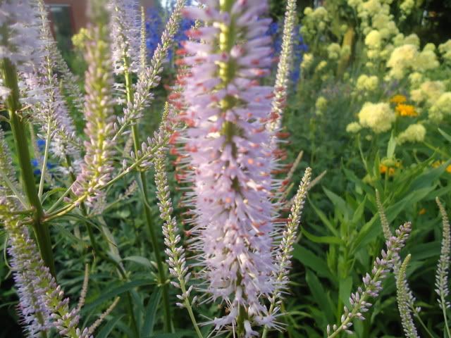 Veronicastrum Lavendelturm