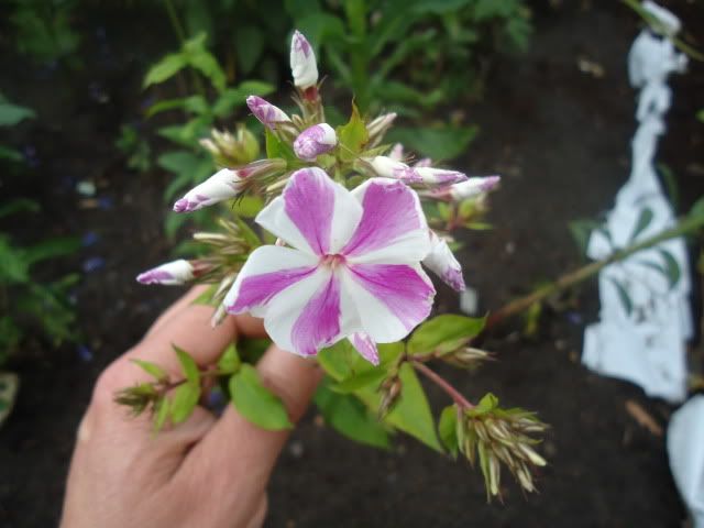 Phlox Mishenka