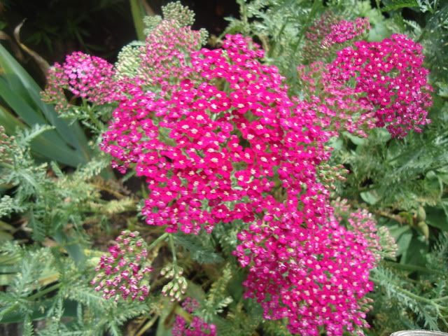 Achillea