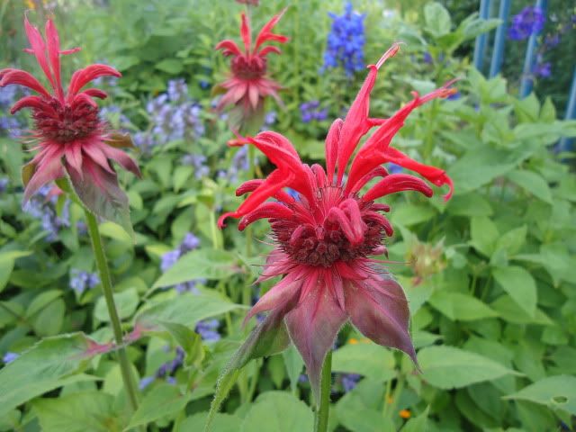 Monarda Gardenview