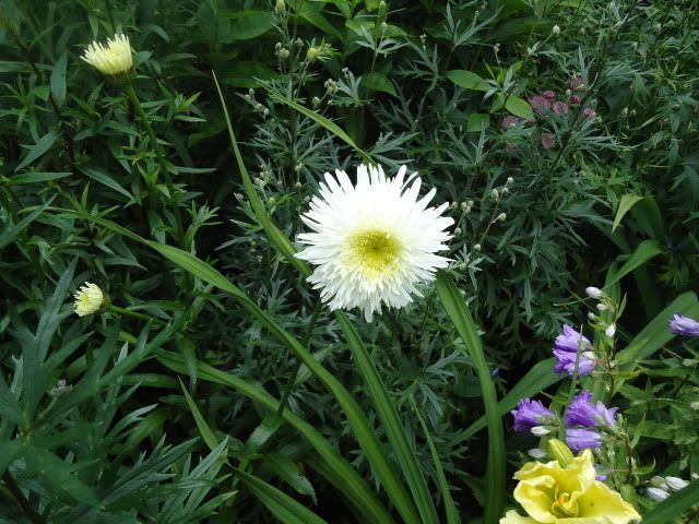 Leucanthemum