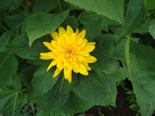 First helianthus