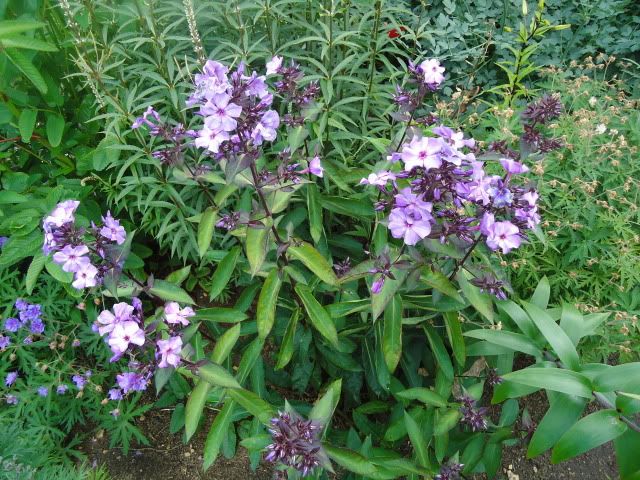 Phlox Blaue Morgen