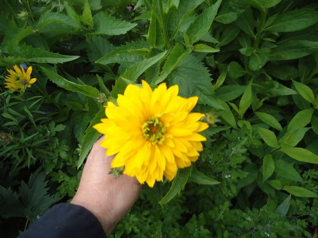 Helipsis Goldgrunherz