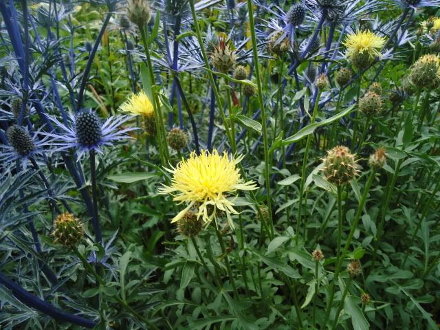 Centaurea salonitana