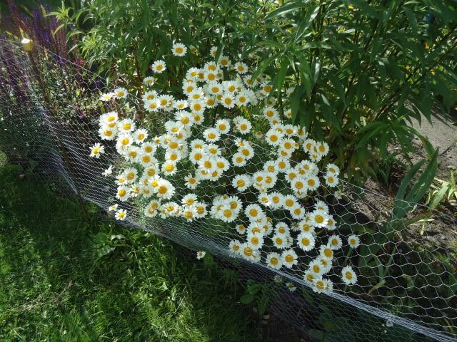 Anthemis Sauce Hollandaise